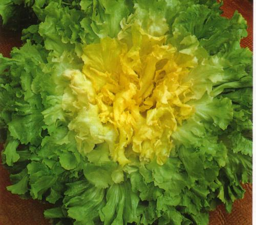 SCAROLA BUBIKOPF 2 - NR.300 SEMI